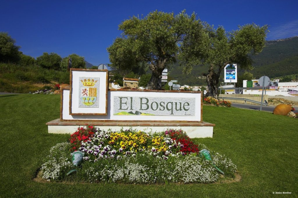 EL BOSQUE 6 (1)